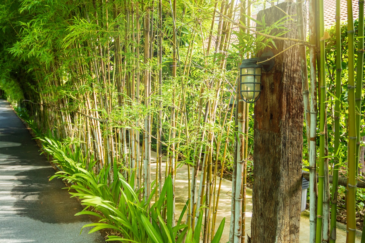 živý plot z bambusu